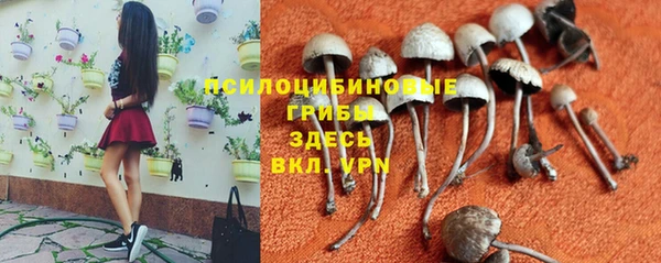 крисы Аркадак